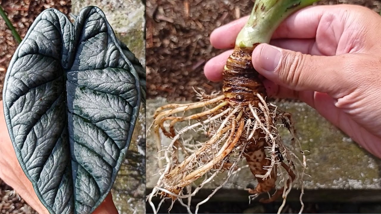 HOW TO PROPAGATE ALOCASIA DRAGON SCALE SILVER | Cara Perbanyak Alocasia