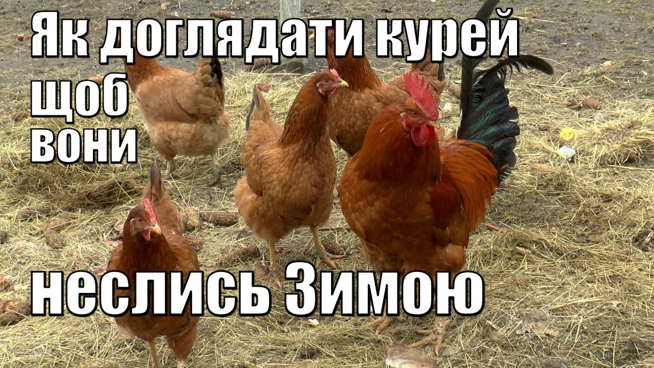 Корм для кур несучок, дешевий, доступний і дієвий.   Що робити щоб кури неслися зимою