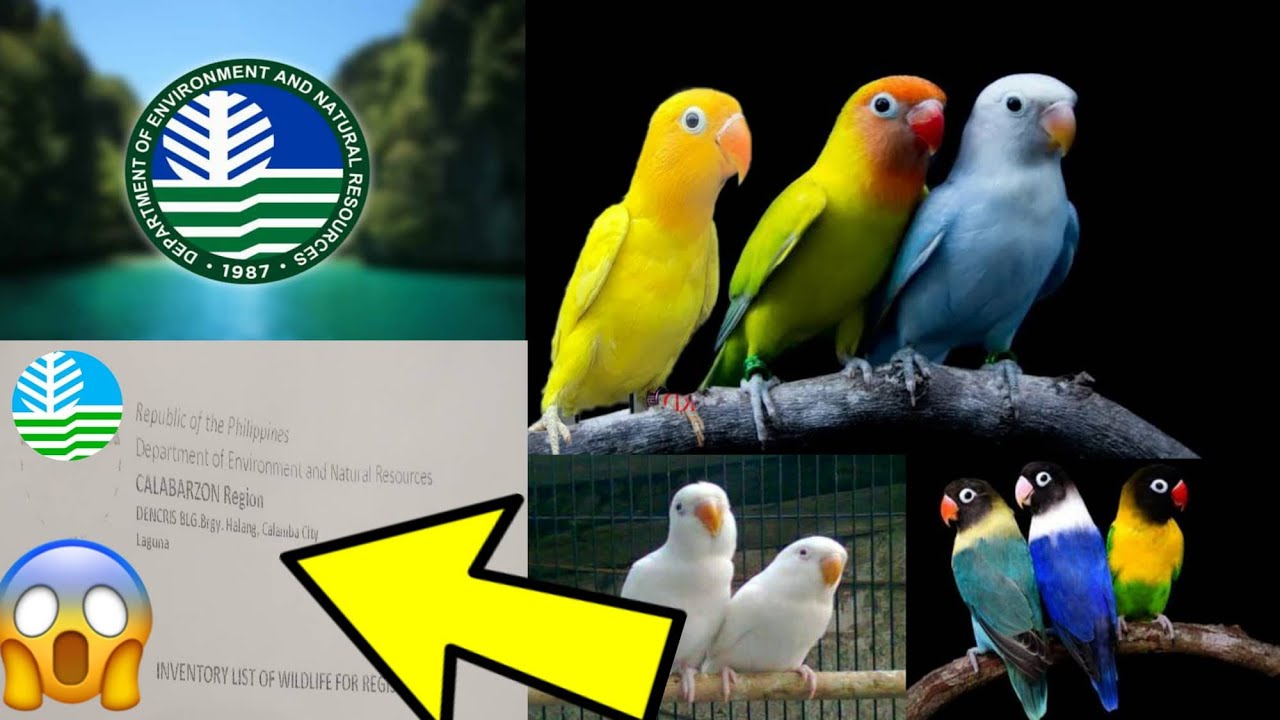 DAPAT ALAM MOTO BAGO KA MAG APPLY NG CWR SA DENR? MAKAKAPAG APPLY BA NG CWR KUNG WALANG PAPEL NABILI