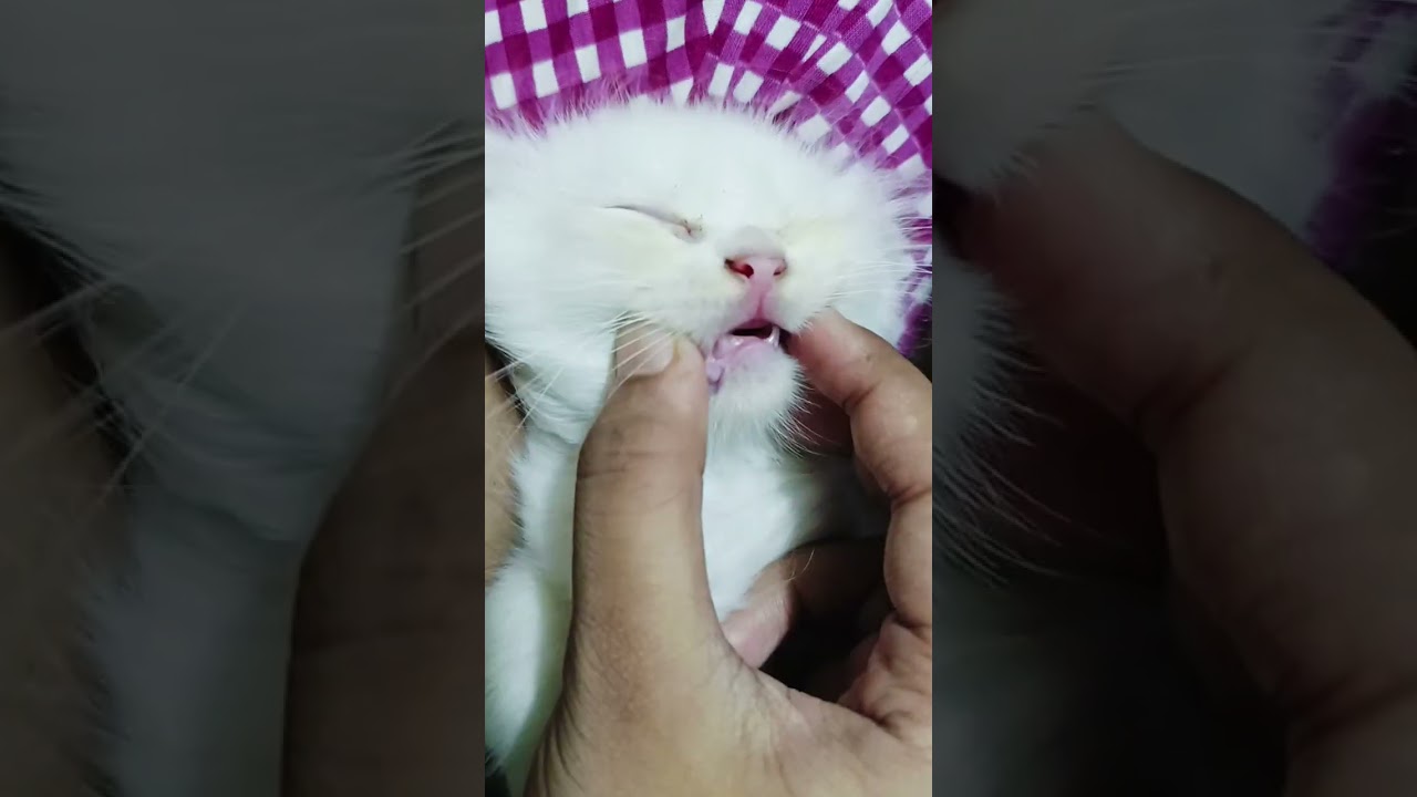 আমি যে তোদের কি পরিমাণ ভালোবাসি রে 🥰💗