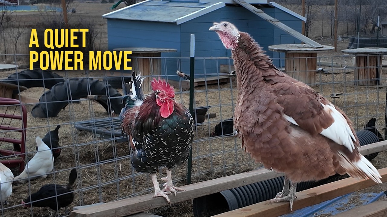 How Long Until the Rooster Gives In?