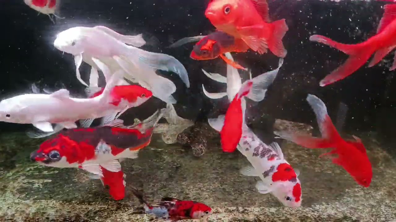Unboxing Ikan Hias Warna Warni, Ikan Mas Koki, Ikan Oscar, Ikan Cupang, Ikan Lele, Ikan Glofish