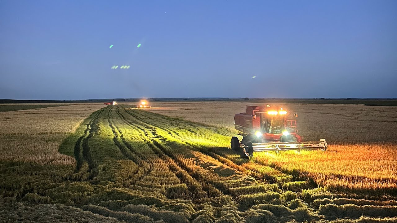 Plena Zafra de arroz día de carga en el camión 