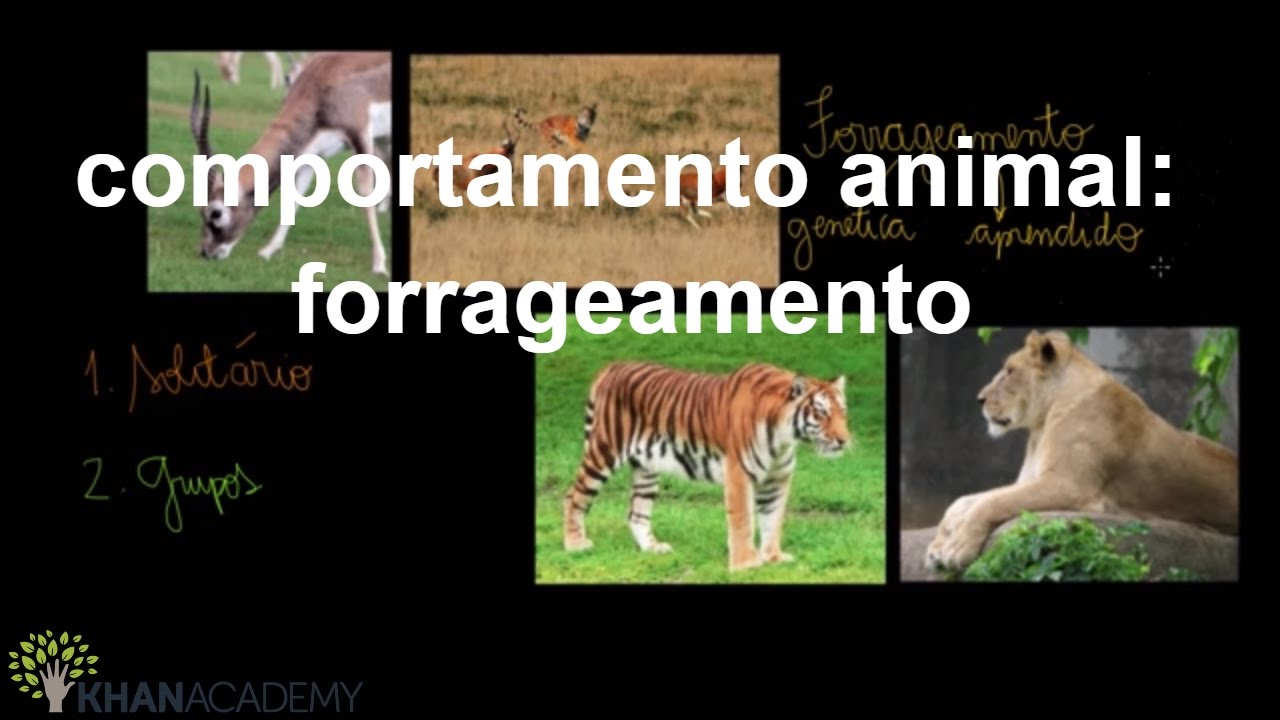 comportamento animal: forrageamento | Biologia comportamental | Biologia | Khan Academy