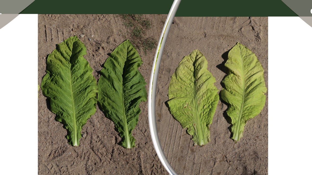 Testimonio Agricultor de Tabaco - España