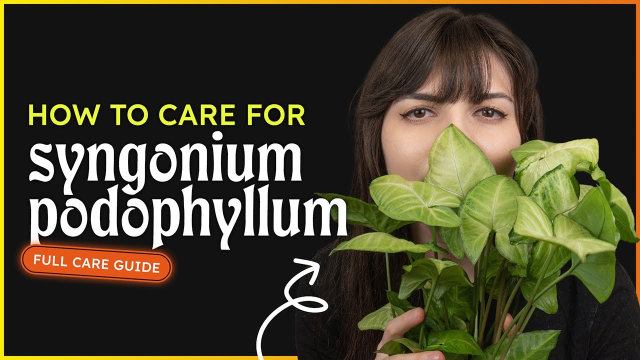 Syngonium Podophyllum care guide (Arrowhead plant)