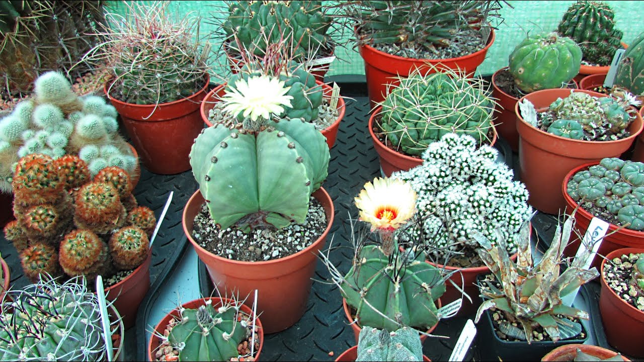 Astrophytum myriostigma var. nudum & Astrophytum crassispinum Cactus Plants in Flower