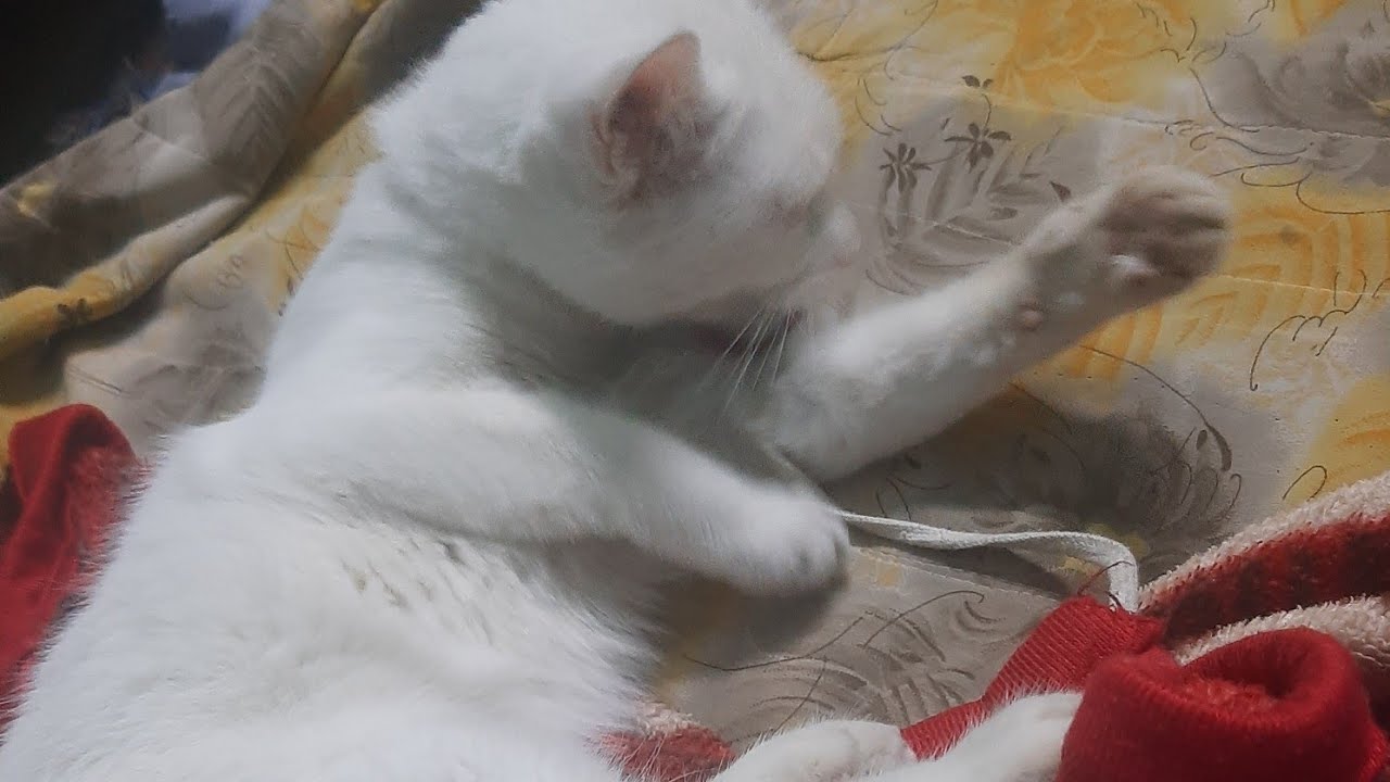 Cute cat 🐈  is live morning 🌄 3....30 am