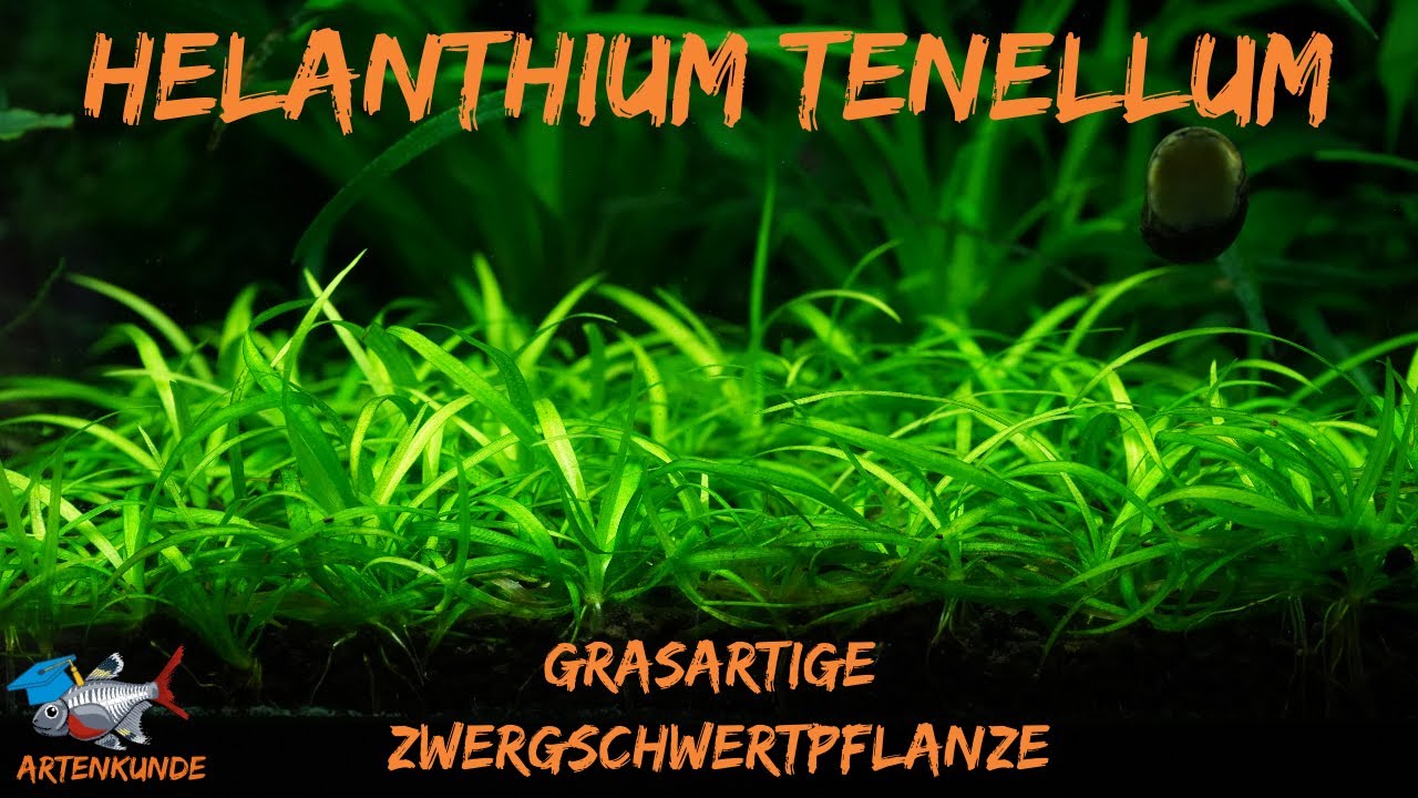 Grasartige Zwergschwertpflanze - Helanthium tenellum | Aquaddicted! Artenkunde | XMAS Edition T&uuml;r 9