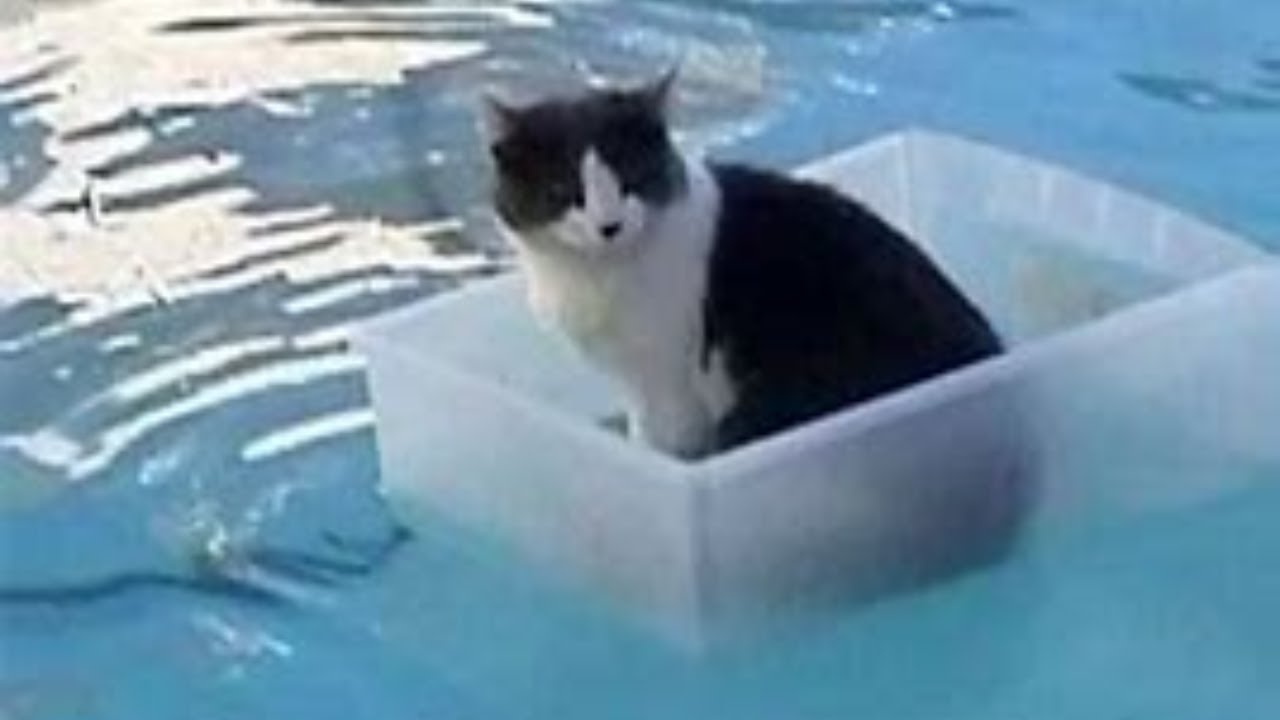CATS vs Water - Funny CAT Compilation