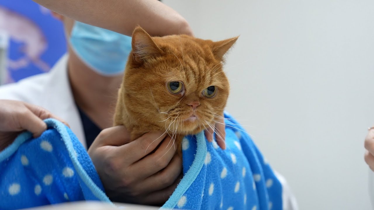 회장님이 위독하십니다 (살짝)