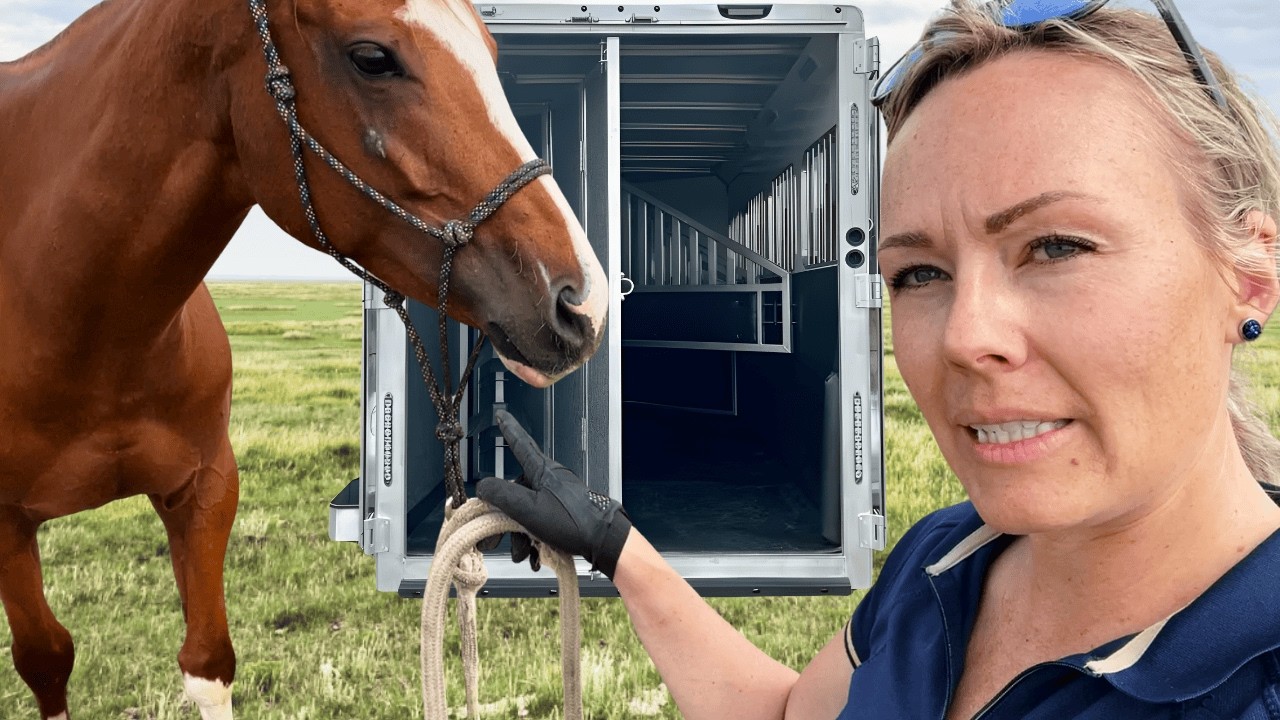 How To Load A Difficult Horse Onto A Trailer | Part 1!