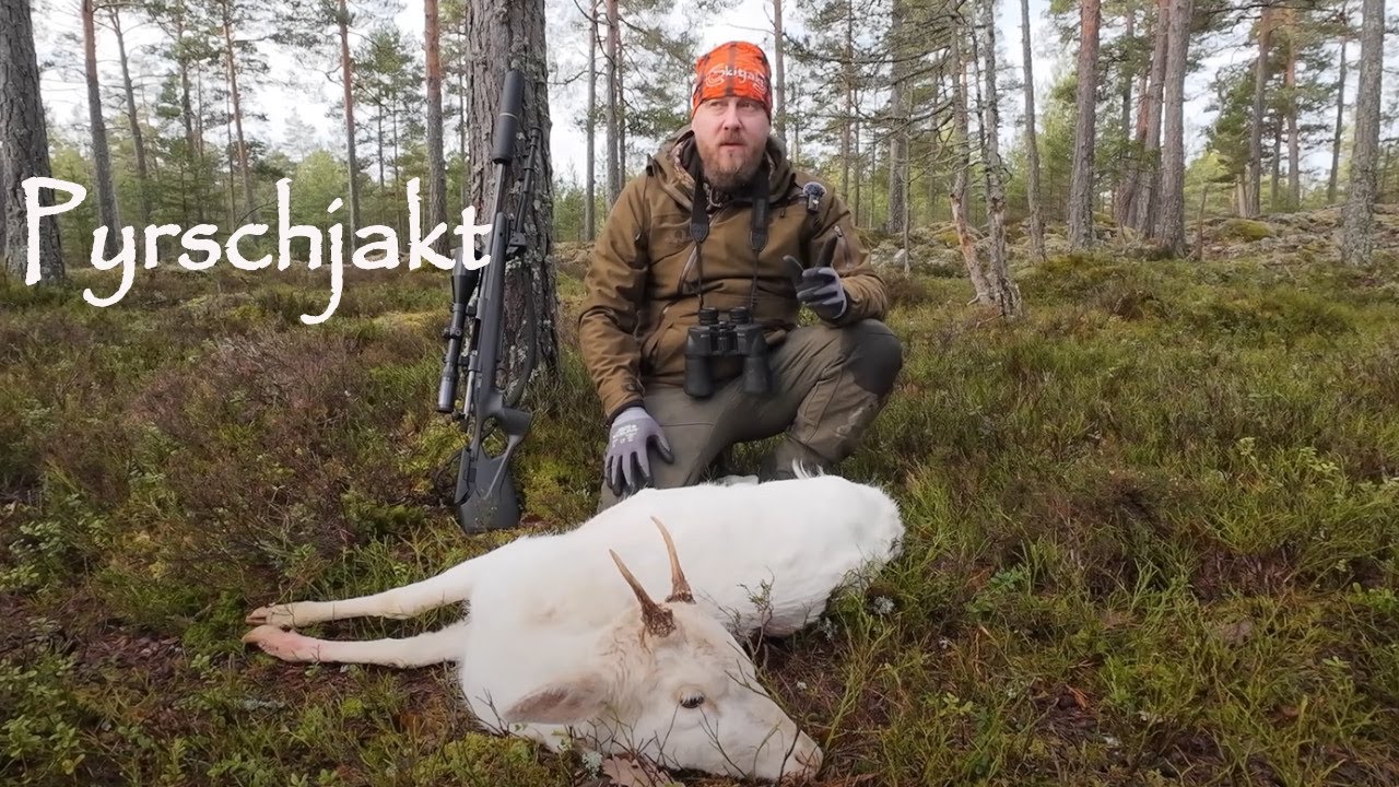 Jakt p&aring; dovhjort - smygjakt p&aring; dov i h&auml;rligt Februariv&auml;der