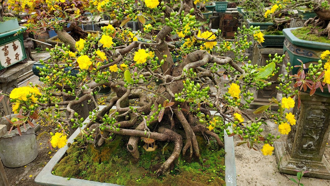 Cuối năm Vườn mai Bình Định lại giao lưu mai bonsai đến anh em cả nước vài cây mai bonsai đẹp