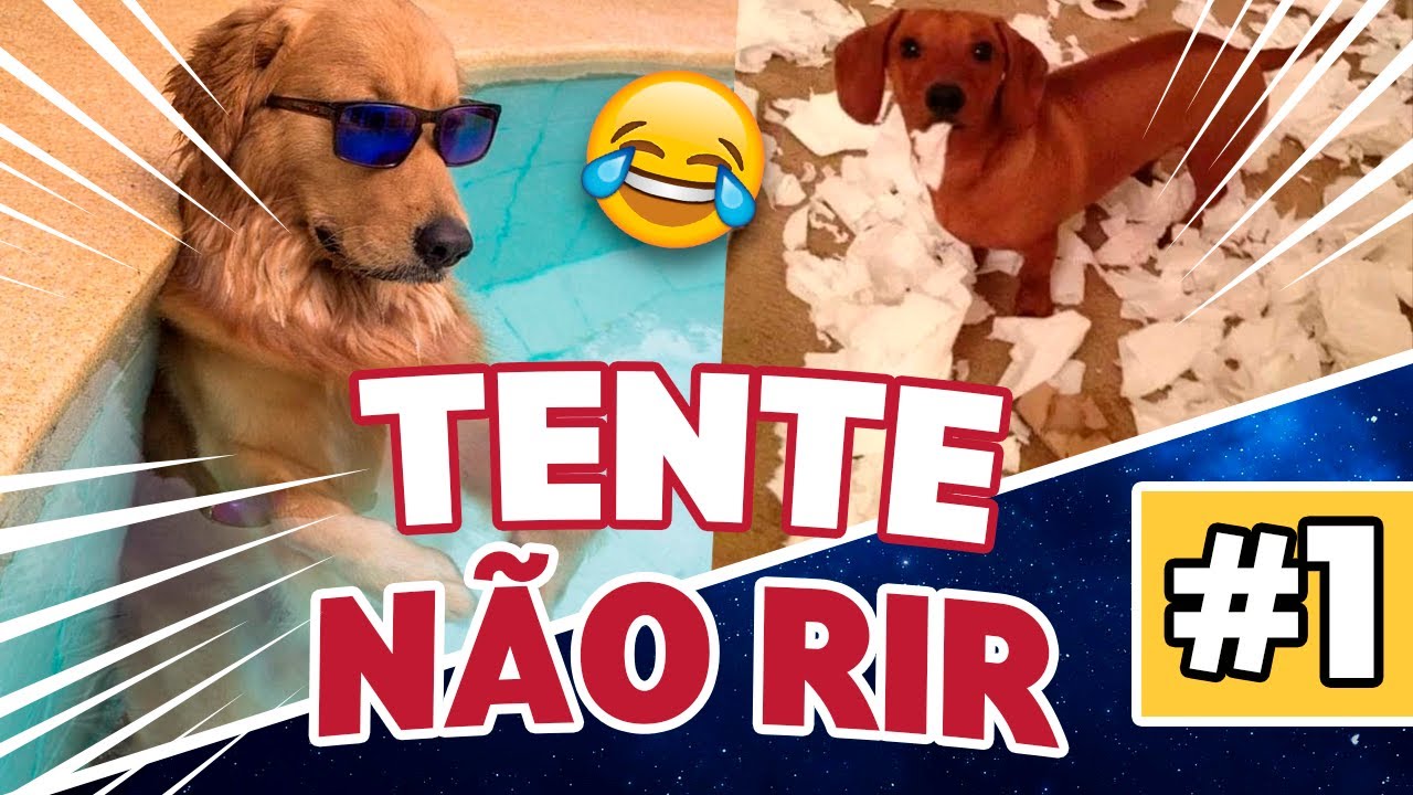 🤣 CACHORROS ENGRA&Ccedil;ADOS 🐶 &ndash; MELHORES V&Iacute;DEOS DE 2021
