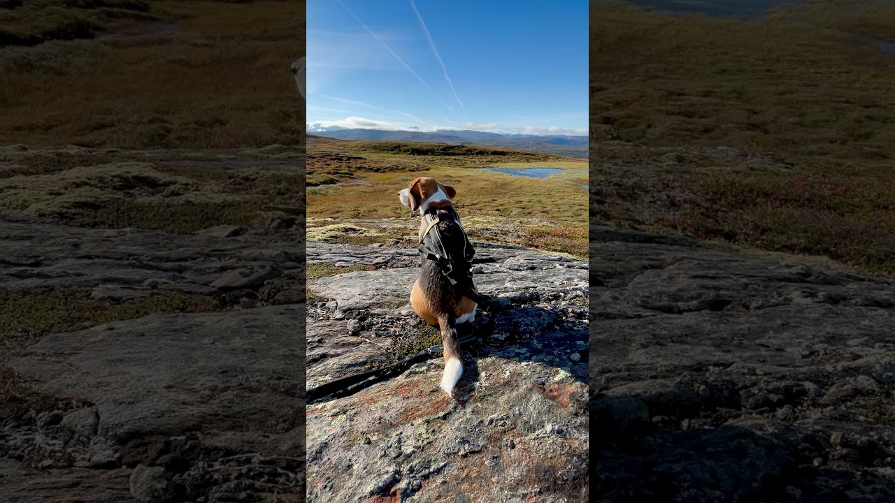 Those beagle ears always flying🤭 #shorts #hiking #adventures #dogears