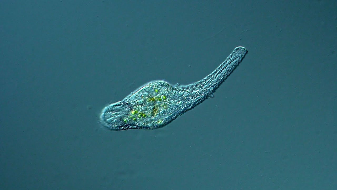 Epiclintes auricularis