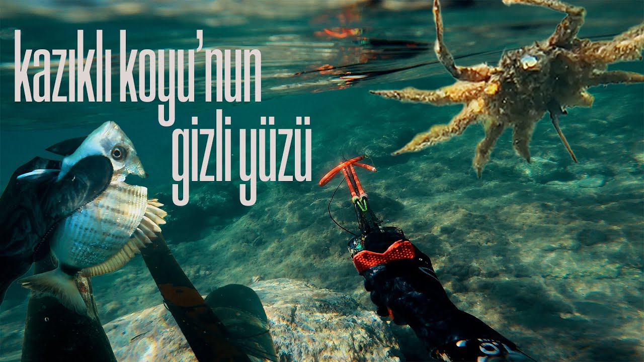 Kazıklı Koyu Derinliklerinde: Örümcek Yengeci, Sargoz Avı ve Sualtı Görüntüleri