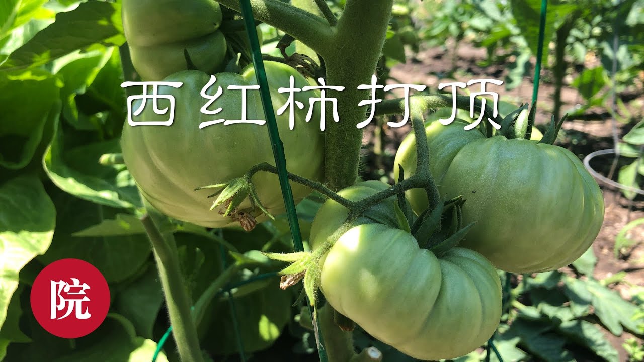 【彬彬有院】种&bull;205如何给西红柿打顶//西红柿打顶最佳时间、方法以及叶子最后修剪