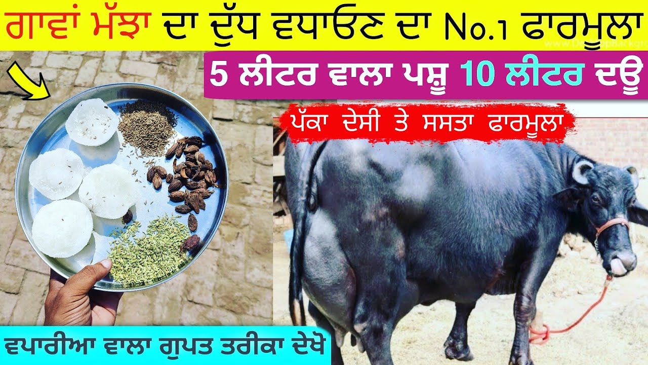 गाय भैंस का दूध बढ़ाने का उपाय || Increase milk of Cow and buffalo || Dudh badhane ka tarika