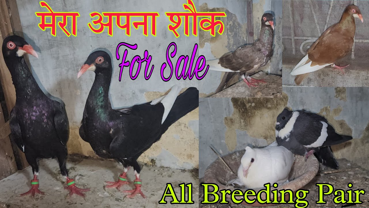 For Sale मेरा अपना शौक पूरा का पूरा बेच रहा हूँ। Magpie or Patet breeding pair. 7011997145