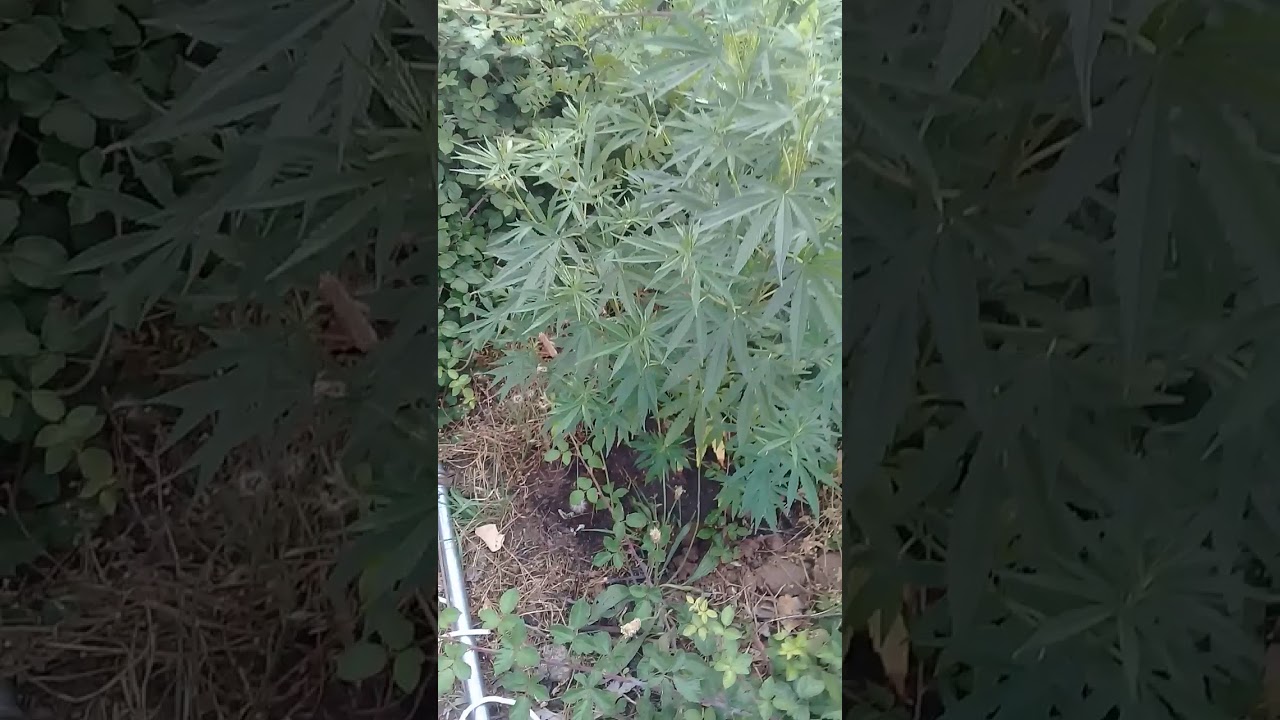 Cultivo Marihuana Sur de Chile( Preflora 10 Hembras)...