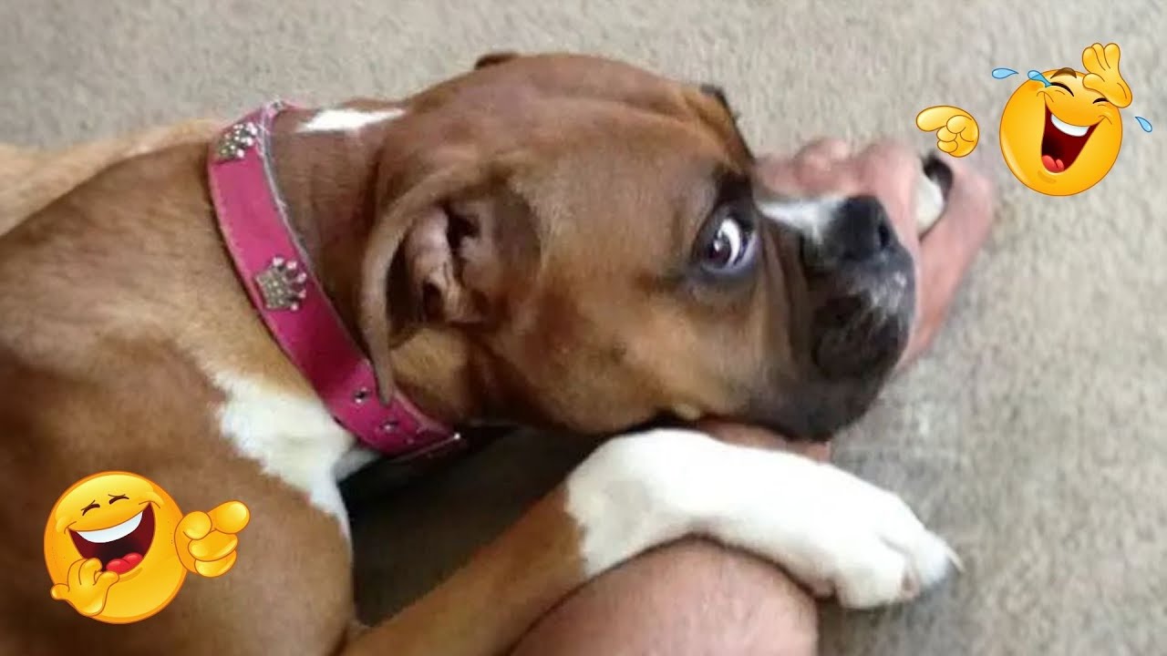 I Wanted a DOG, But God Gave Me a COMEDIAN! 😂 Best Funny Dogs Moments 😂