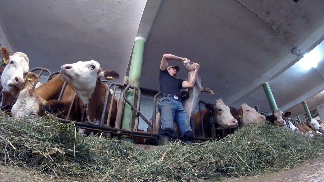 Hay Making & Other Farm Jobs