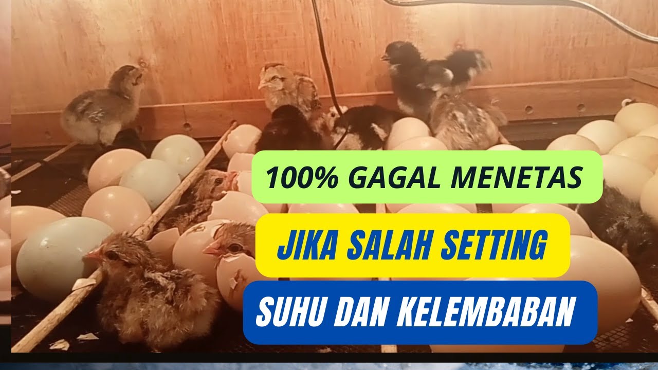 LENGKAP! Cara Mengatur Suhu Dan Kelembaban Di Mesin Penetas Telur
