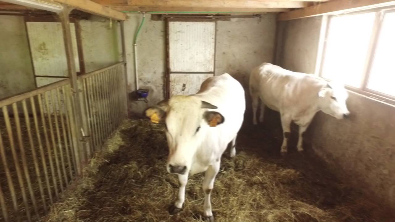 Attività in agriturismo: Scuderia della Valle