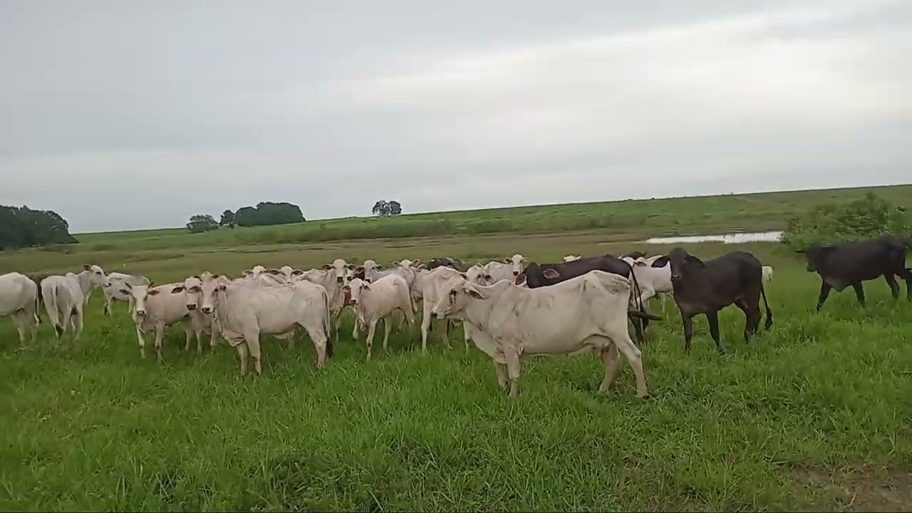 Vacada gorda #gado #pecuarista #fazenda 