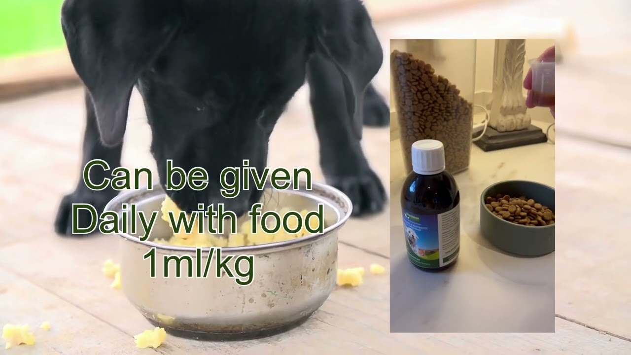 Precision Microbes for pets Game changers in gut health