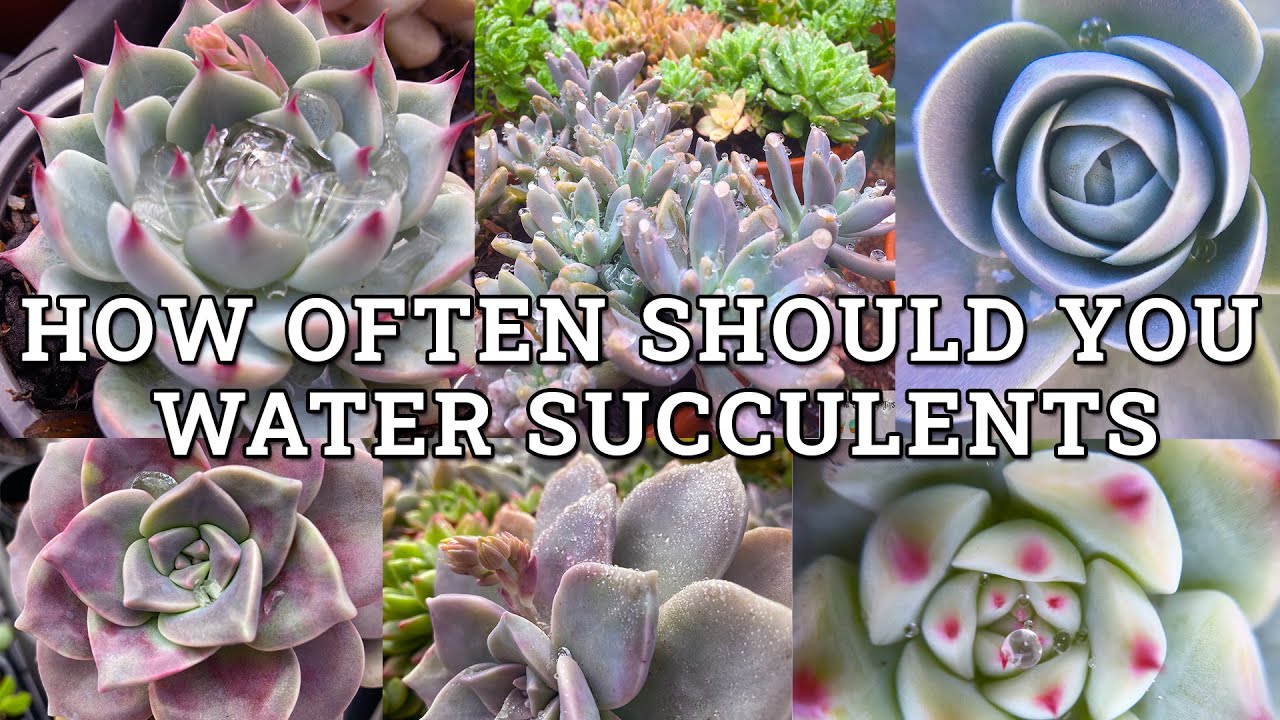 How Often Should You Water Succulents