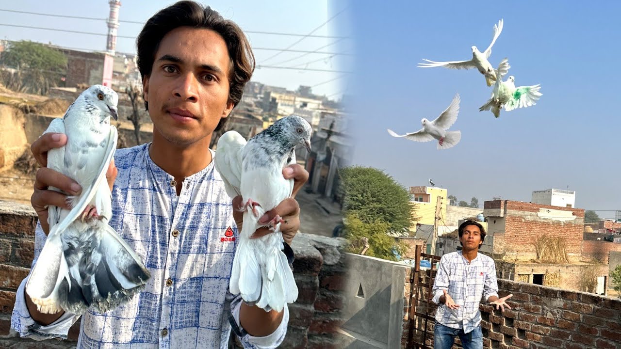 Aj Kabooter Uth Or Duck Both Nahai