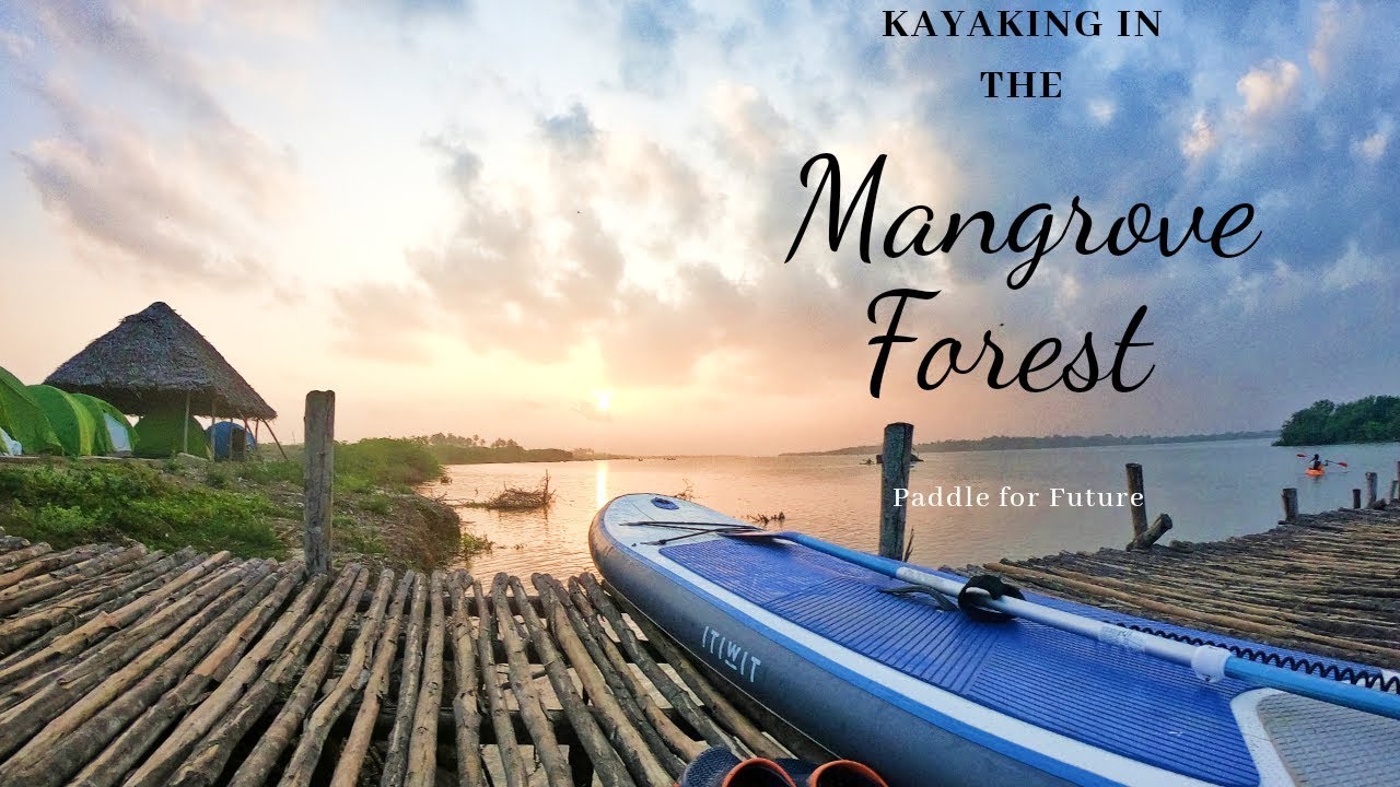 Kayaking in the Pichawaram Mangrove Forest - Paddle for Future 