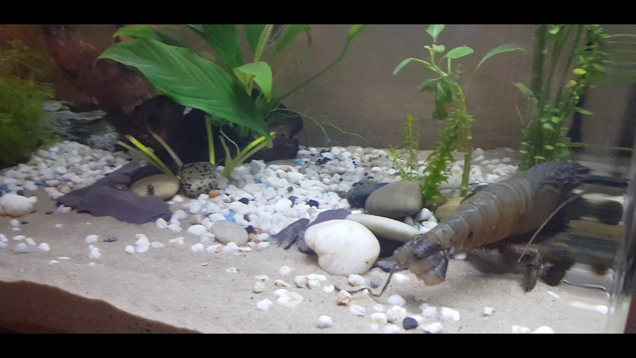 Giant African Shrimp