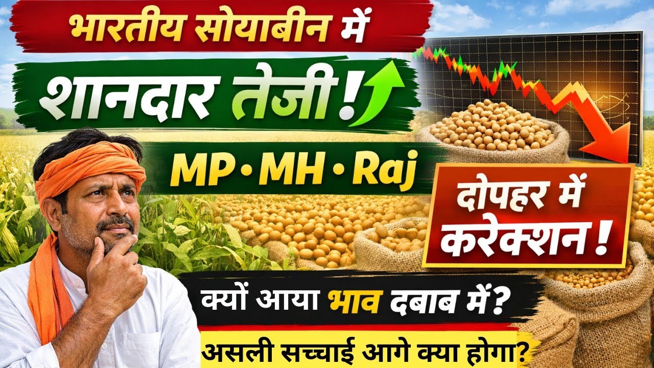 सोयाबीन में शानदार तेज़ी फिर दोपहर करेक्शन | आगे क्या होगा? MP MH Raj Today Soybean Price 