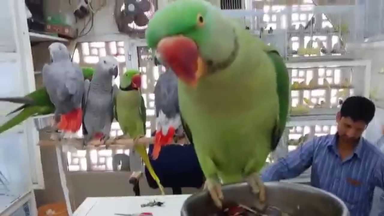 Parrots at Sharjah Birds Market. 03.06.2014