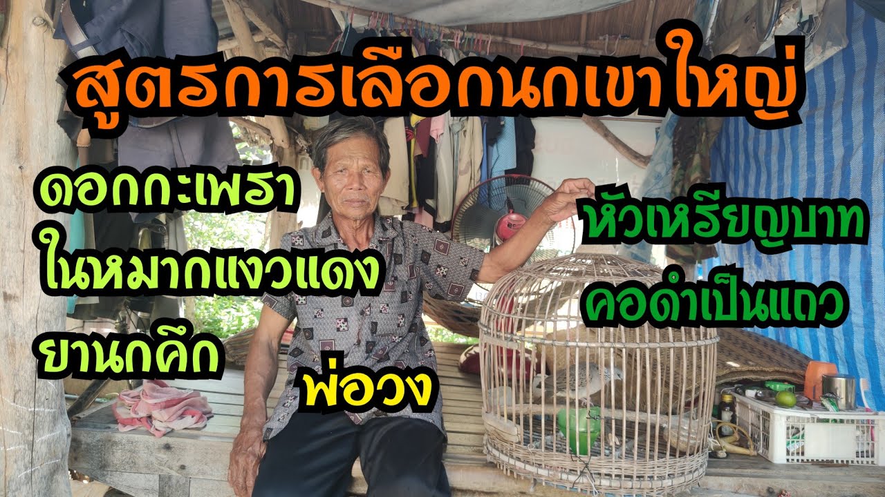 สูตรการเลือกนกเขาใหญ่ระดับปรมาจารย์...