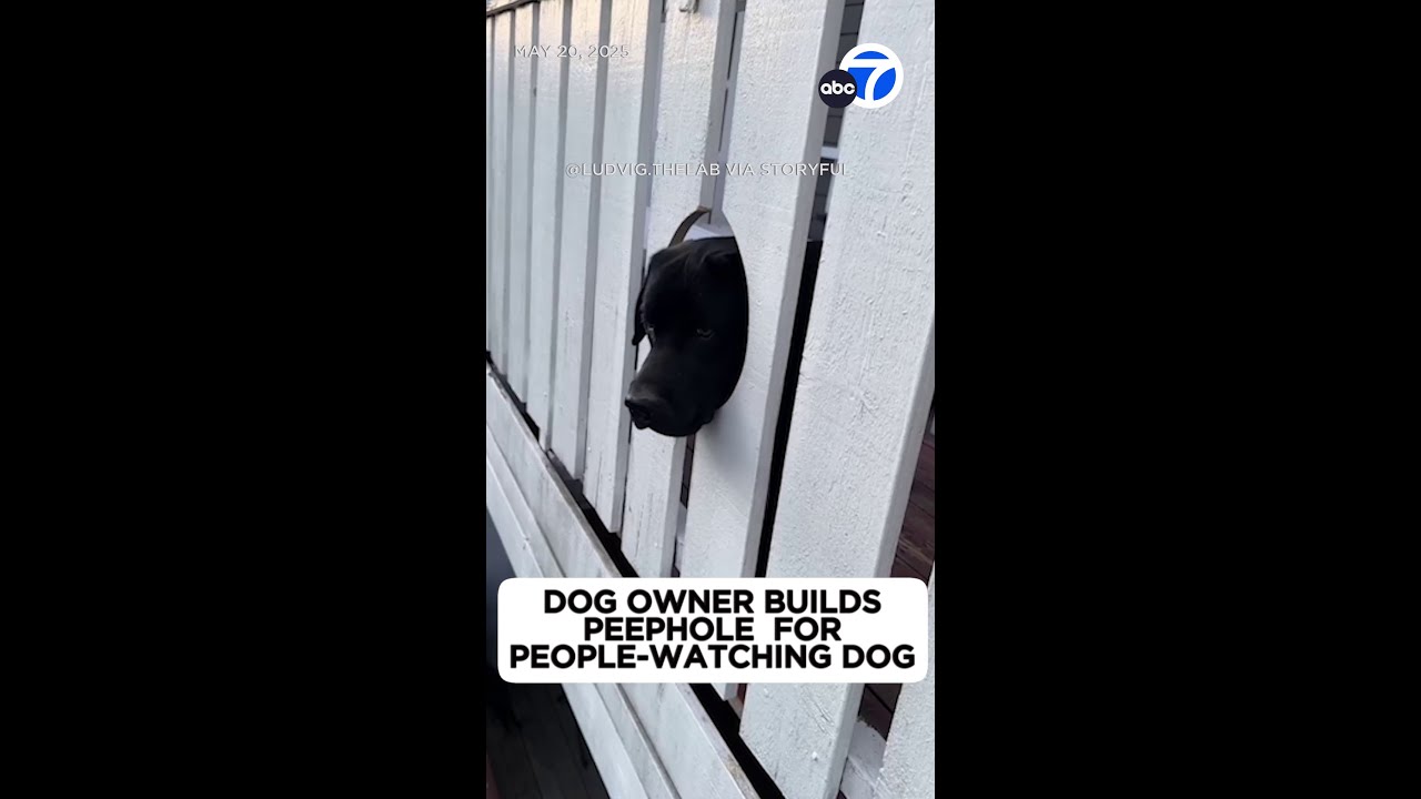Curious dog gets peephole to people-watch all day