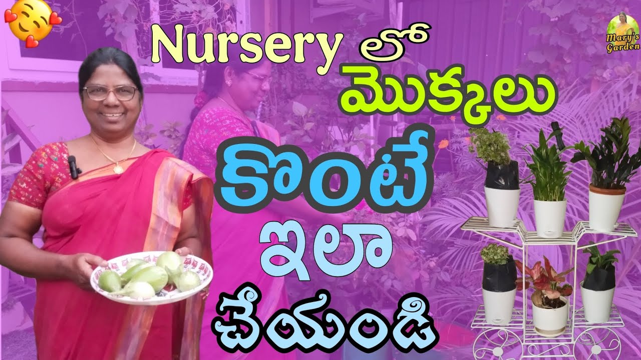 Nursery లో మొక్కలు కొన్న వెంటనే ఈ పని చేయండి 😊  | Terrace Garden tips | Subscribe 