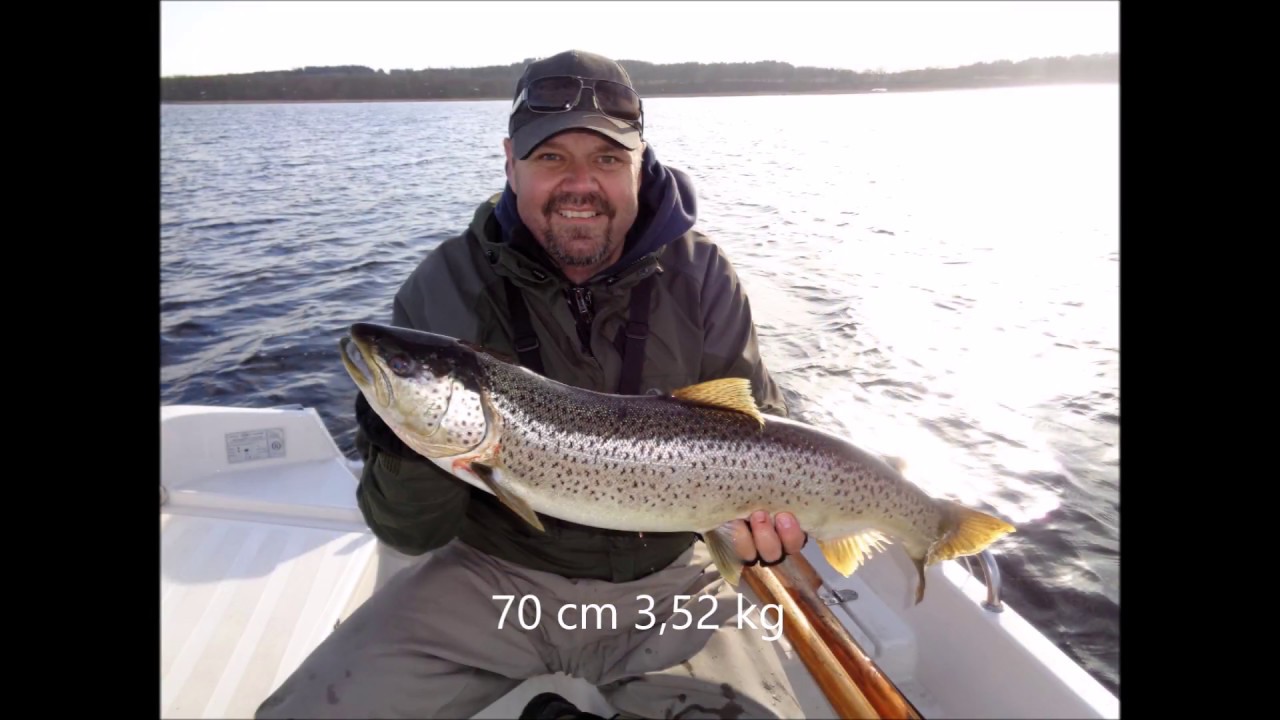 Kastefiskeri fra båd i Mariager Fjord - 3,52 kg havørred