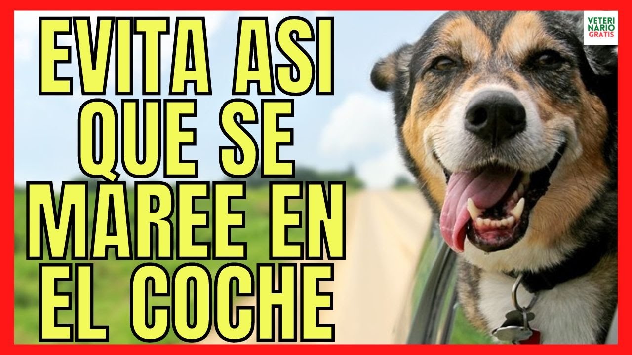 CINETOSIS EN PERROS 🚗 &iquest;QU&Eacute; HACER SI MI PERRO SE MAREA EN EL COCHE? 🚗 &iquest;C&Oacute;MO EVITARLO?