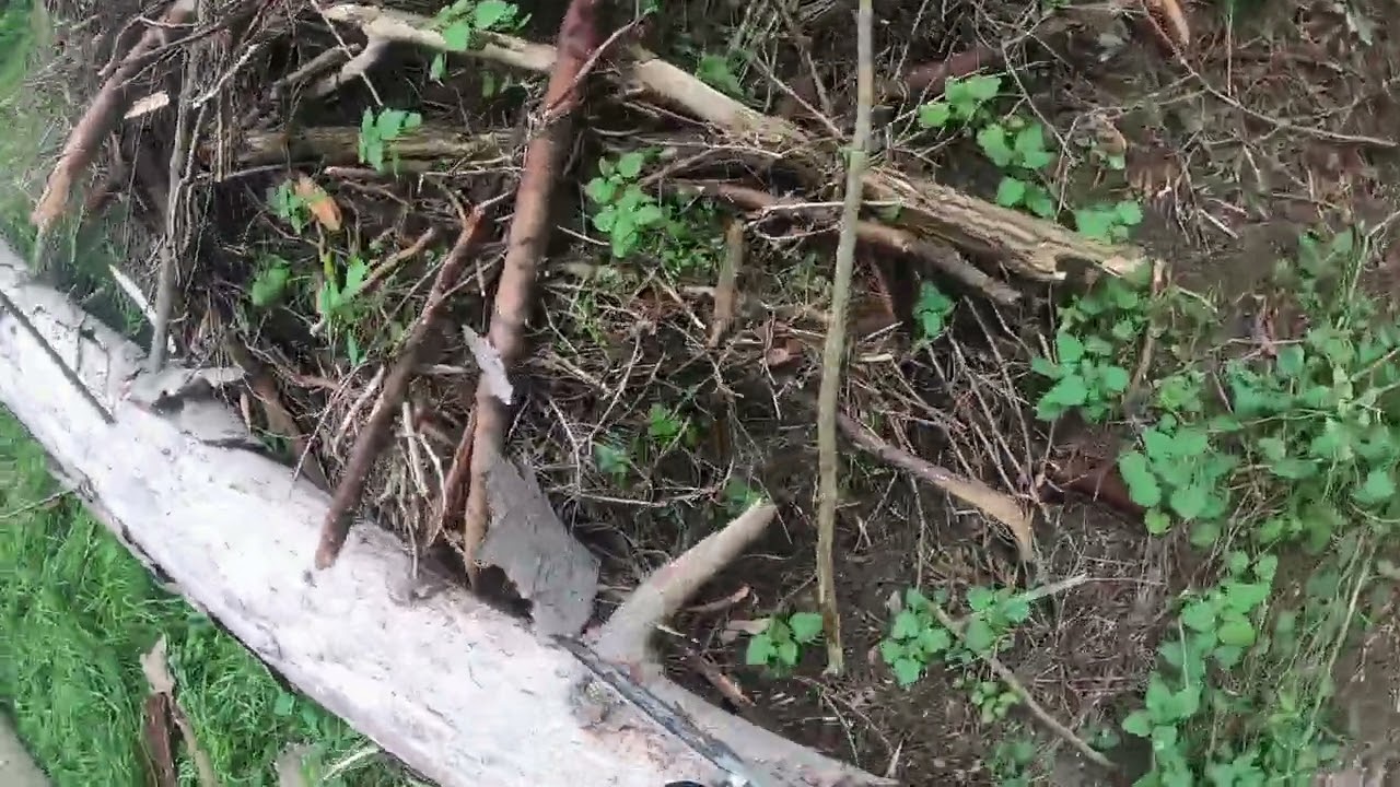 Käferholz machen mit Stihl MS 280 C und Stihl MS 261 CM