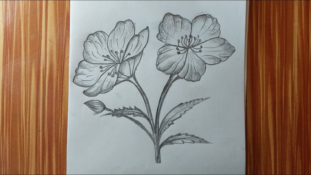 Realistic Flower Pencil Drawing | Easy Step by Step Flower Sketch for Beginners
