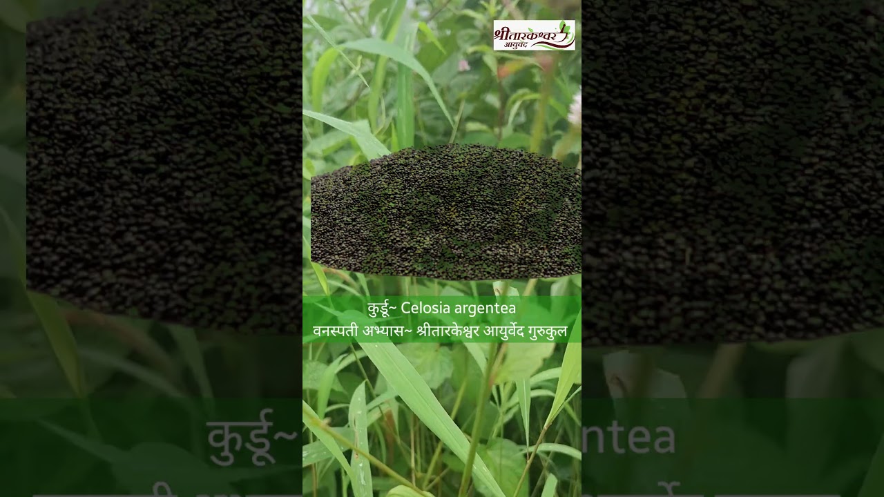 #kurdu #medicinalplants #CelosiaArgentea #herbalmedicine #kidneystone #ShreeTarkeshwarAyurved