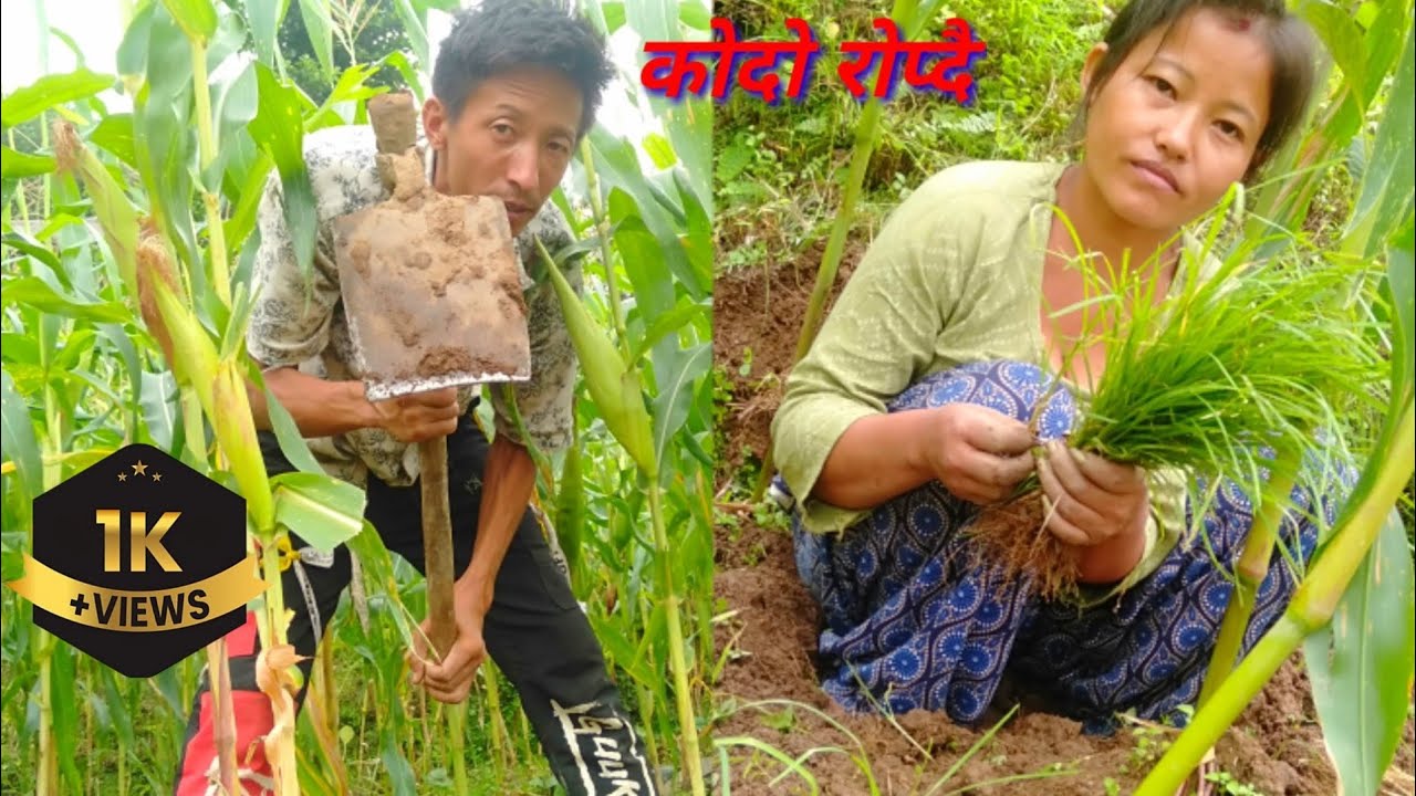कोदो रोप्दै बारीमा घर परिवार शीत गाउँ घरमा यस्तो   काम गर्नु पर्छ