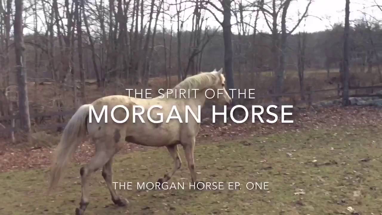 the Spirit of the Morgan Horse