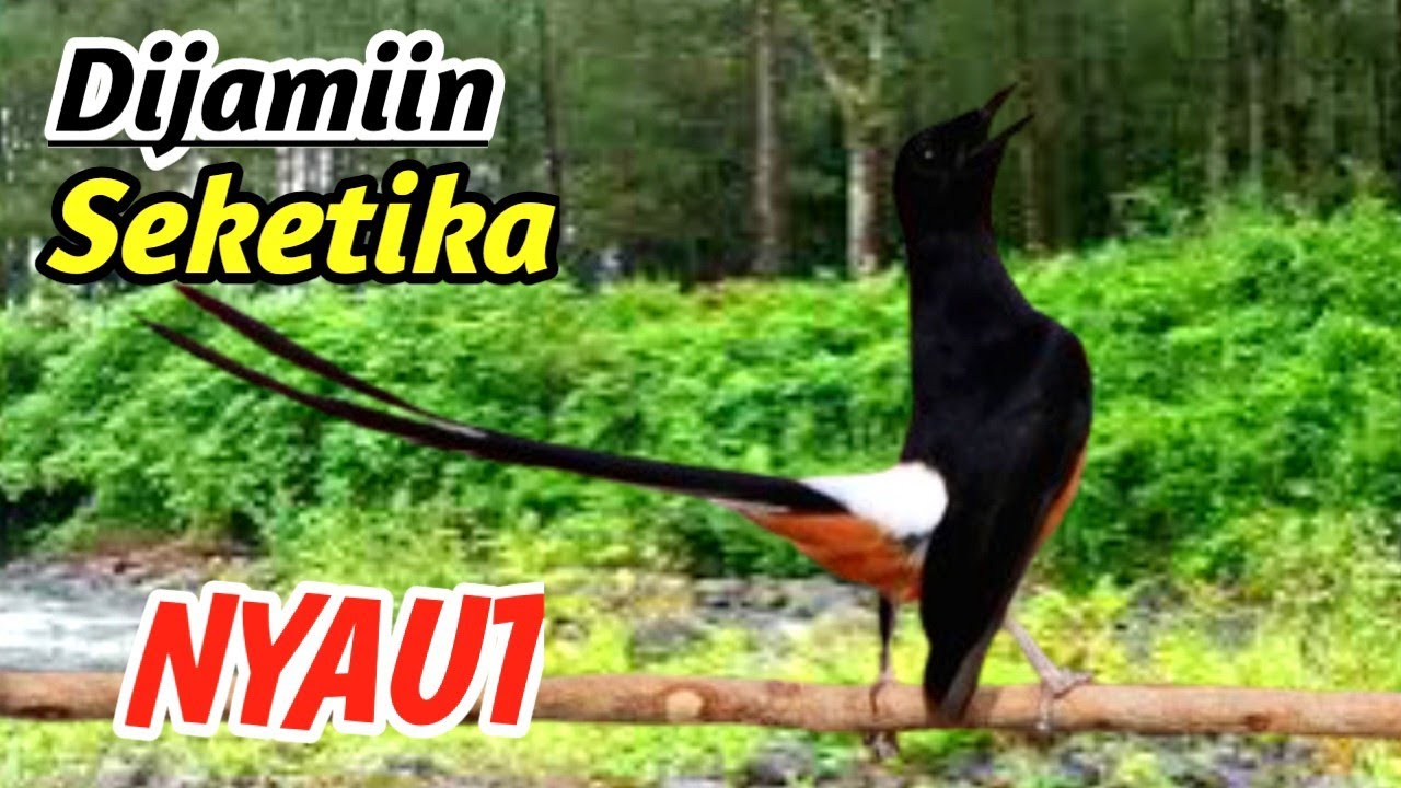 Masteran Murai Batu Pancingan Halus – River Nature Relaxation Therapy Audio
