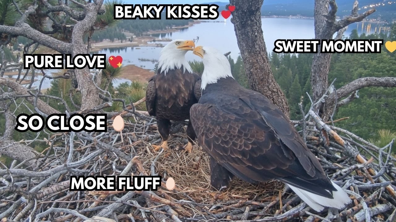 JACKIE’S LONGEST PANCAKE! 🥞 MORE FLUFF, QUIET SIGNALS & BEAKY LOVE! FOBBVCAM 1.21.26